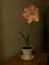 amaryllis1.jpg (10173 bytes)