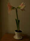 amaryllis2.jpg (9509 bytes)